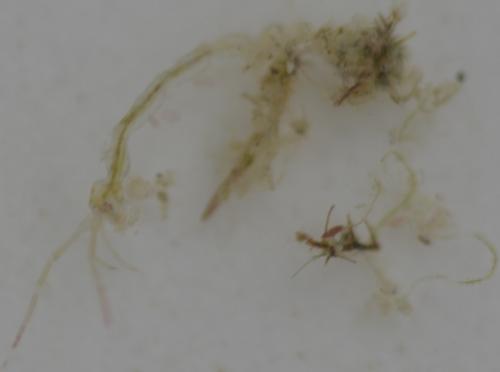 Réf. 211 332 : Pariambus typicus